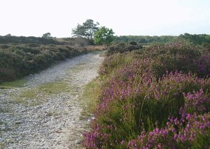 Dunwich Heath