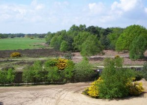 Rendlesham Forrest